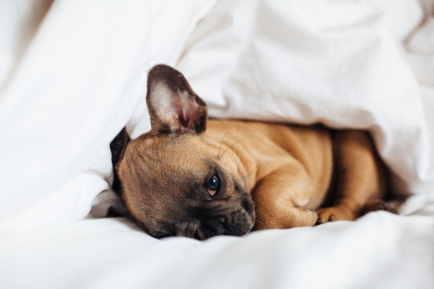 French Bulldog with Ear Problem Laying in a White Bed