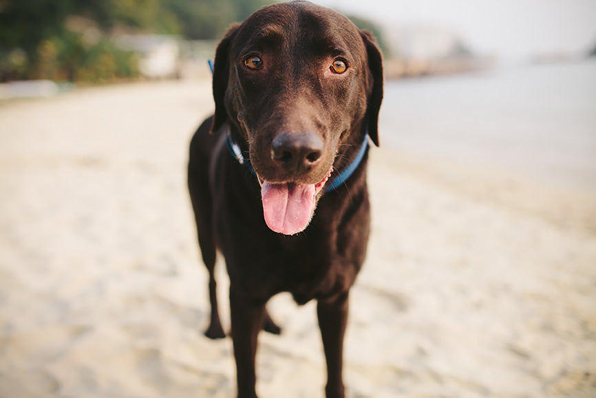 Chocolate Lab Smiling on the Beach