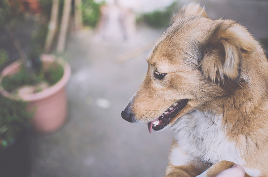 Happy Dog Looking Down