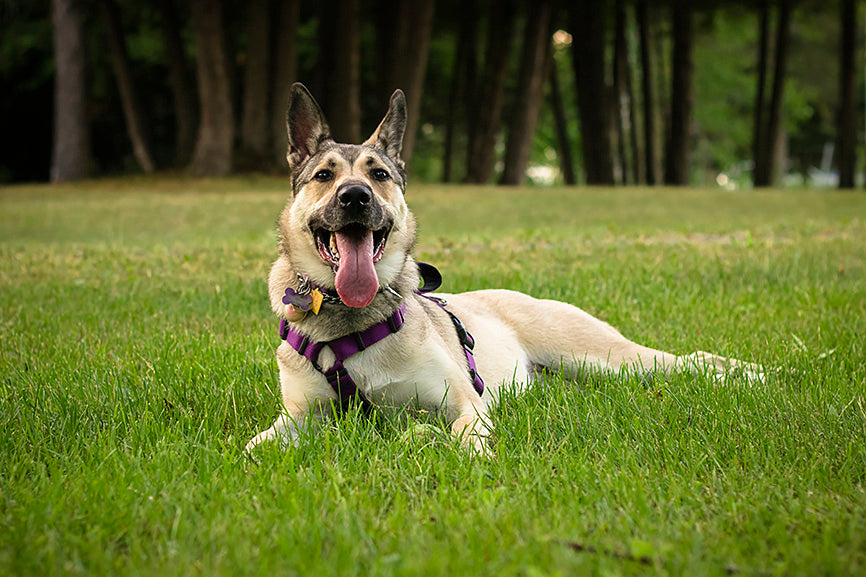 Happy Dog with Purple Harness Smiling in Field