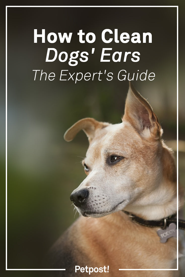 How to Clean Dogs Ears