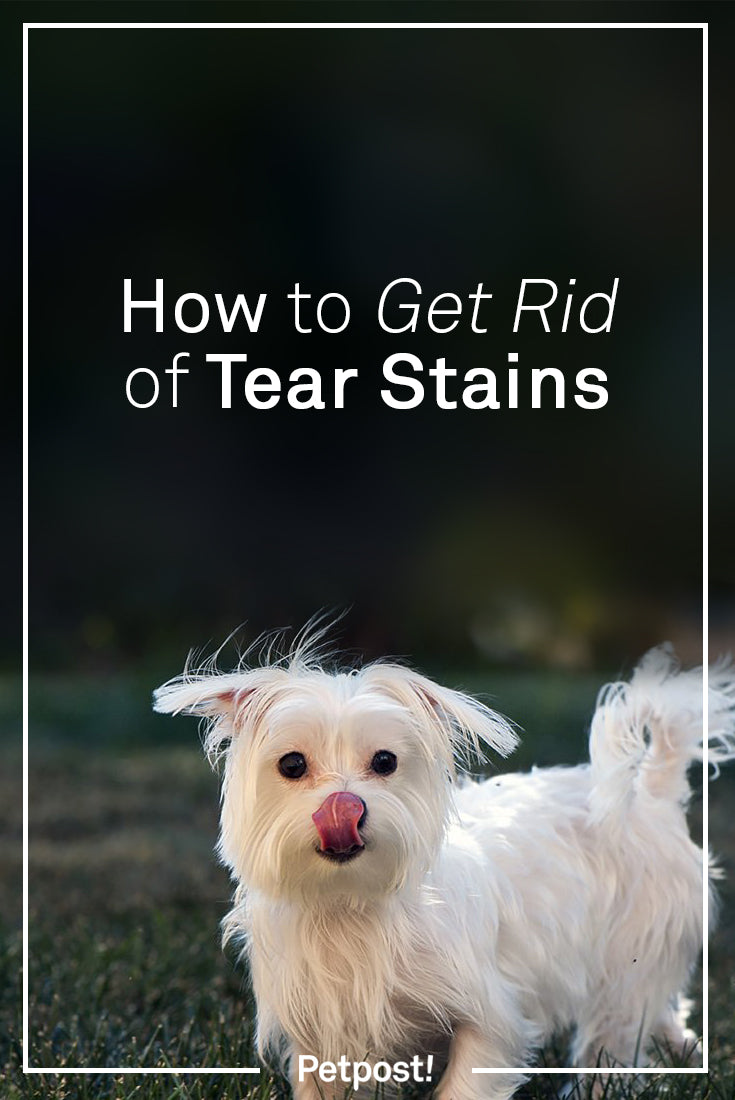 Removing Tear Stains