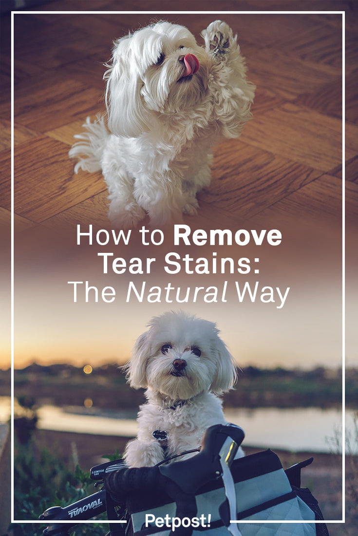How to Remove Tear Stains Naturally