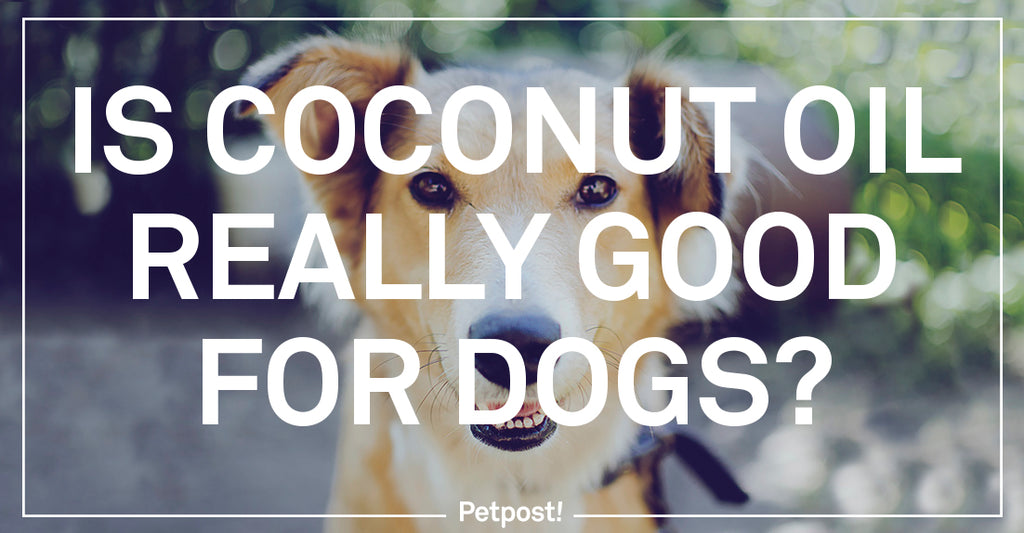 Is Coconut Oil Good For Dogs?