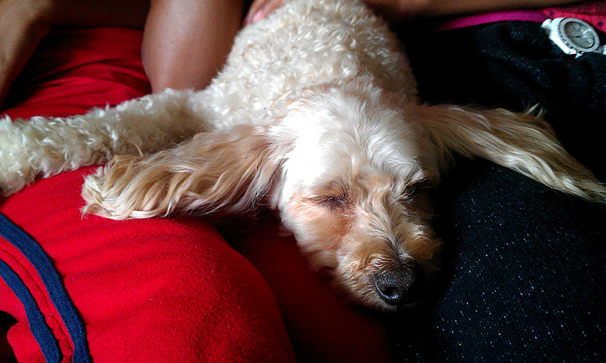 Dog with eyes closed on red couch