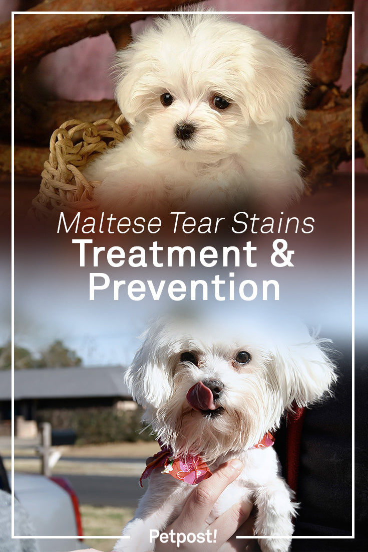 Maltese Tear Stains