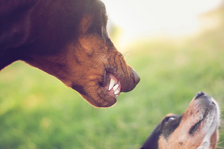 Older Dog Showing Teeth