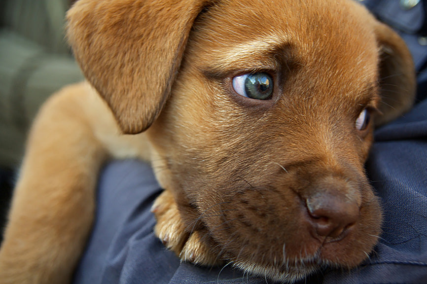 Puppy being cuddled by a good dog owner