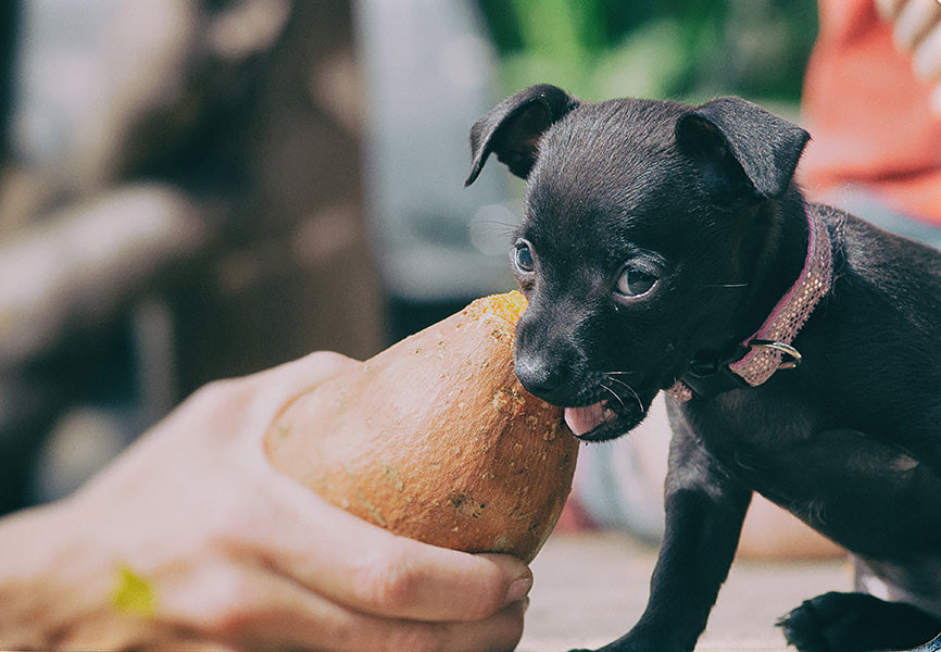 Puppy eating sweet potato