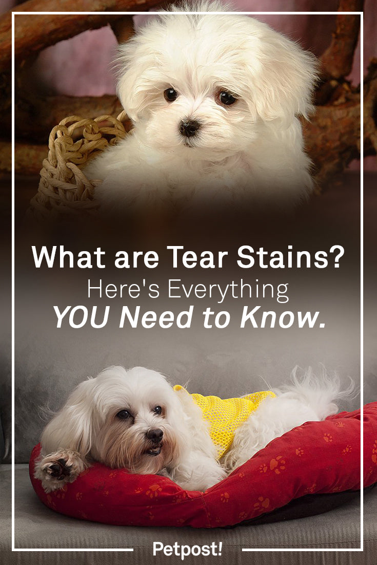 Tear Stains in White Dogs