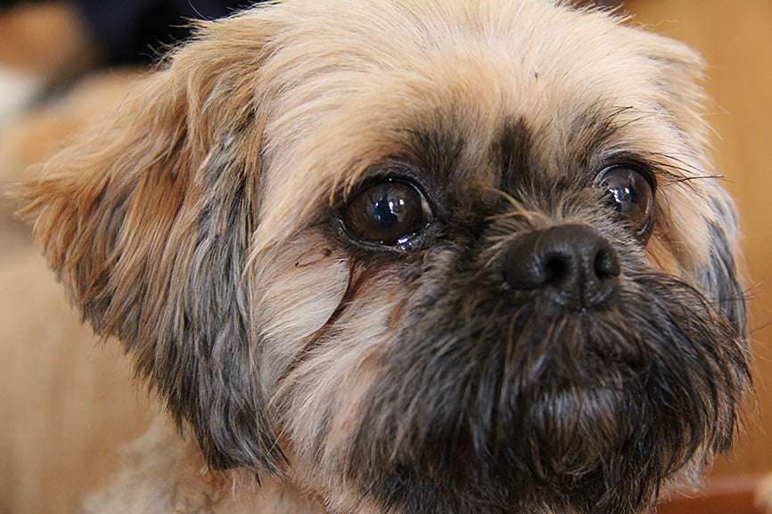 A Close Up of a Shih Tzu Crying