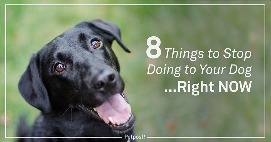 8 Things to Stop Doing to your Dog Right Now