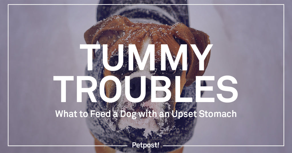 Tummy Troubles: What to Feed Dog With an Upset Stomach