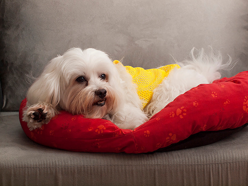 White Maltese with Tear Stains Laying on a Red Dog Bed