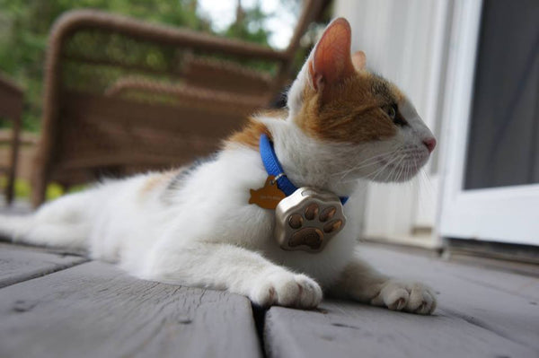 cat tracker collar