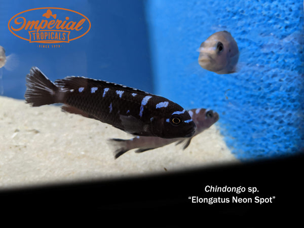 neon spot cichlid