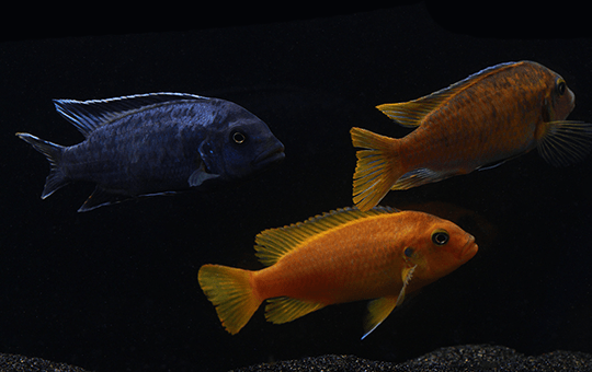 msobo magunga cichlid