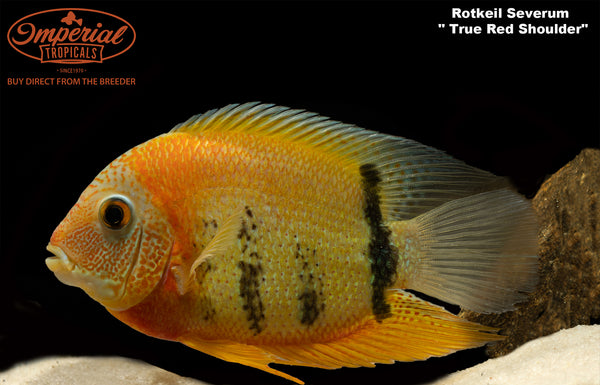 rotkeil severum