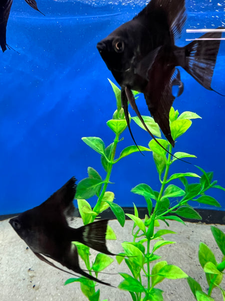 half black angelfish freshwater