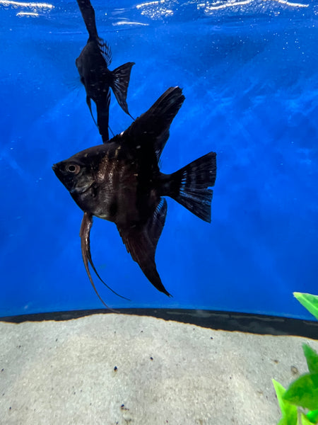 half black angelfish freshwater