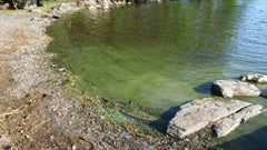 Lake District 'toxic' blue-green algae Warning
