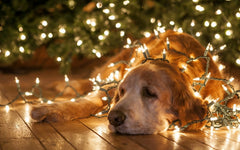 Christmas dangers for dogs