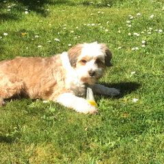 Fernie eating an Icepop.