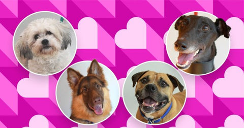 You can go speed dating with Battersea’s loneliest residents for Valentine’s Day