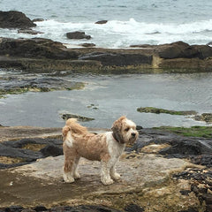 Tibetan Terrier Fernie