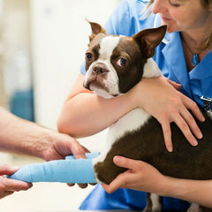 Happy Pet Vet Visit - Take the worry from your Pet the next Vet visit.