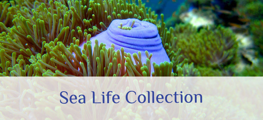 About Wall Decor's Sea Life Collection