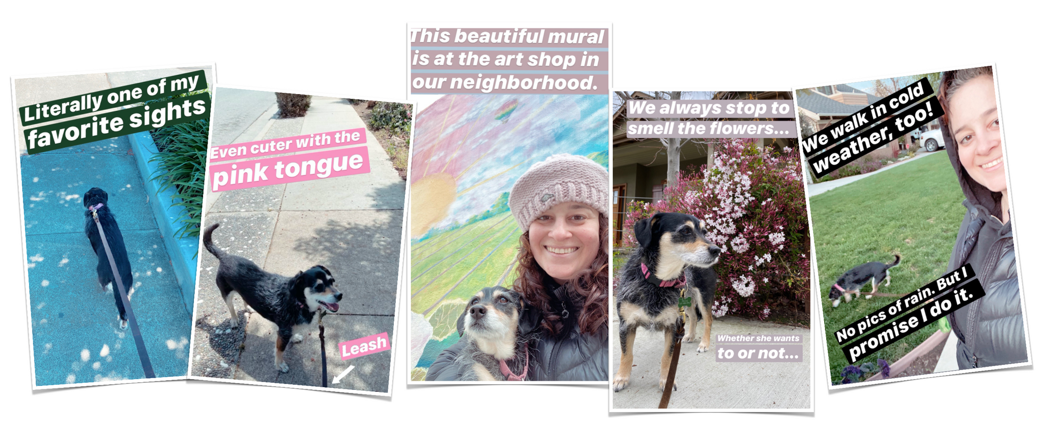 Walking my dog | Brindle Market