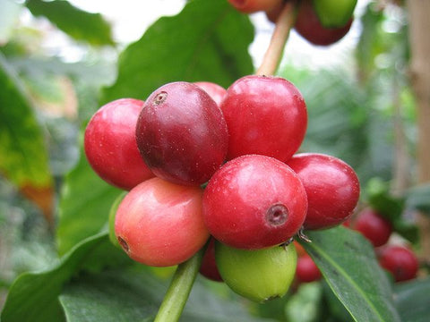 Arabica berries