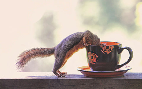 Coffee and Squirrel