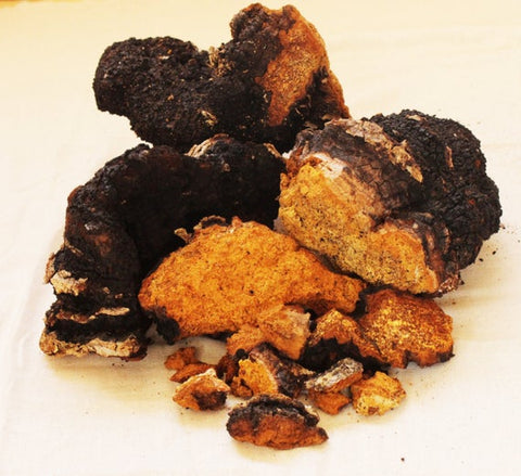 Chaga Mushroom for anti-inflammation