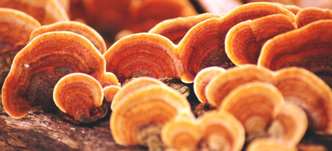 Reishi Mushroom