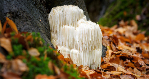 Lion's Mane Mushroom