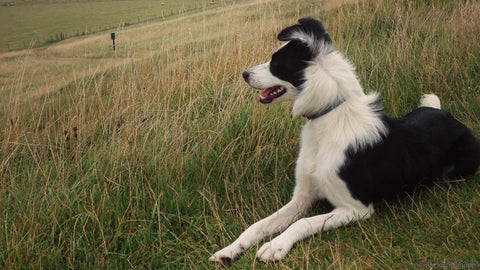 Peppy Pooch Collie Looking at Countryside