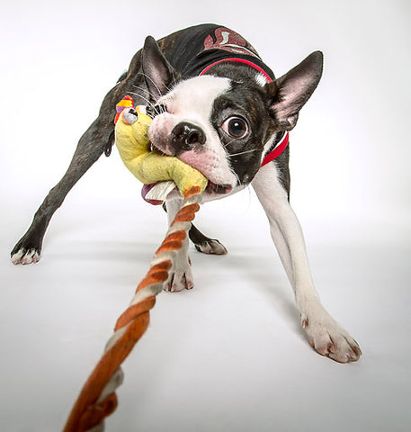 Peppy Pooch Pulling Rope With Strong Teeth