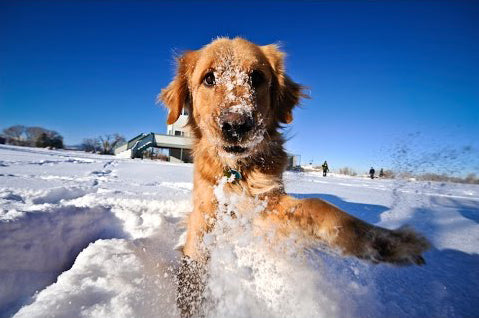 Peppy Pooch All Natural Treats For Dogs Winter Tips