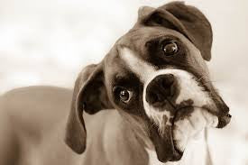 Peppy Pooch Understanding Dog Behavior - Head Tilting
