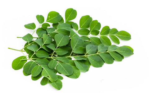 para que sirve la moringa