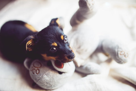 puppy and teddy bear