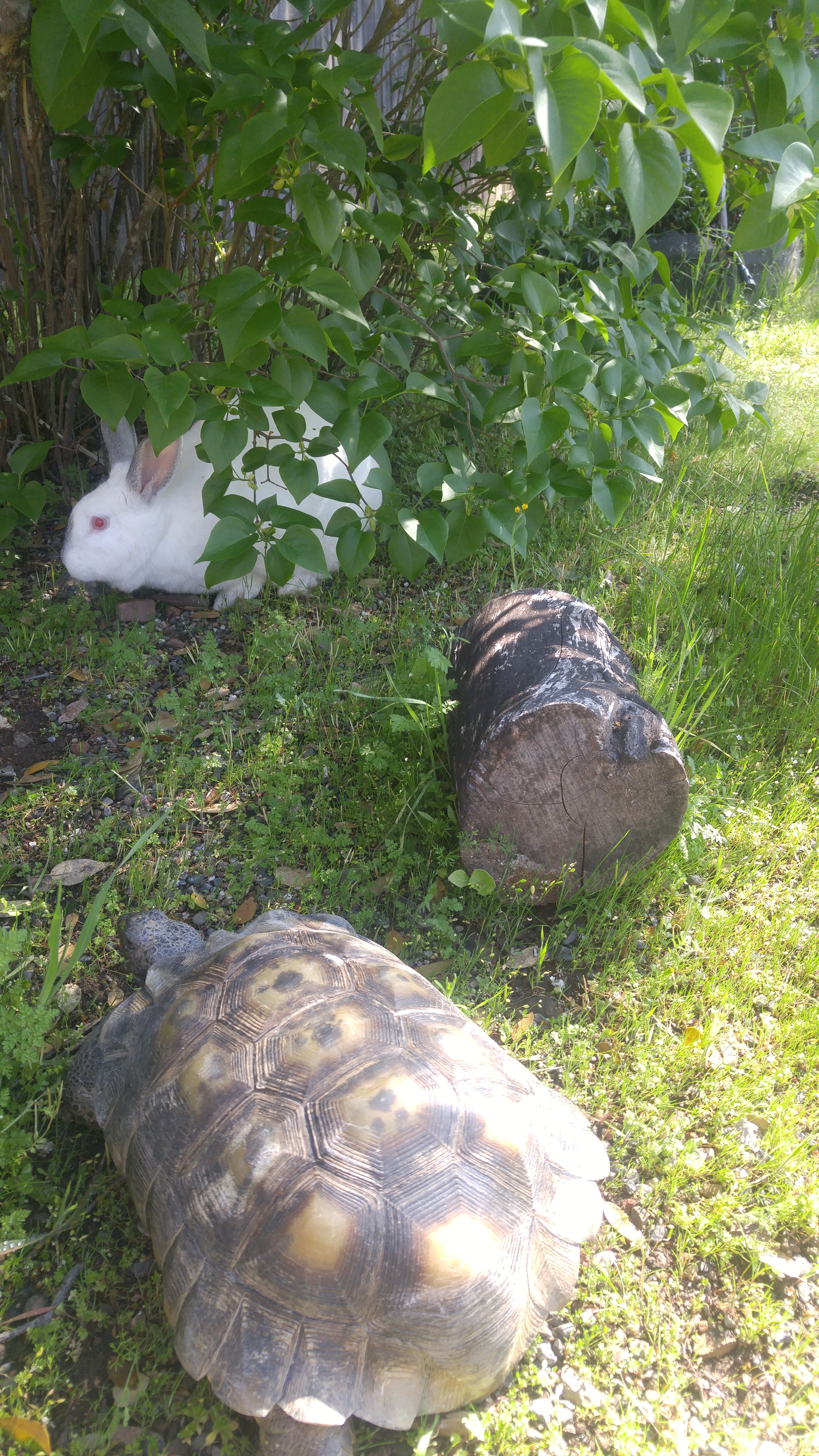 Bunny with tortoise easter photo