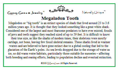 Megaladon Tooth fun facts on GGandJ.com Gypsy Gems & Jewelry Naturally Unique