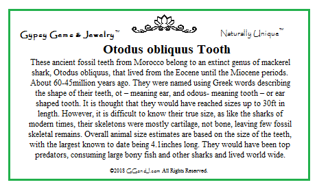 Otoduus Obliquus Shark Tooth fun facts on GGandJ.com