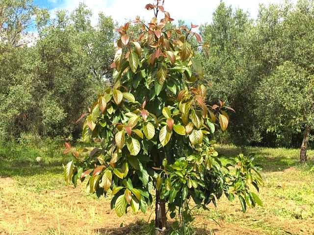 pianta avocado calabria