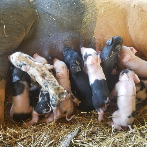 Joyce Farms GOS piglets