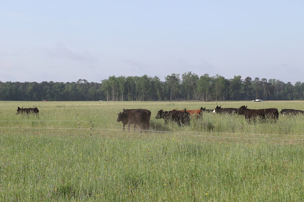 Rotational Grazing Cattle Move Joyce Farms Regenerative Agriculture