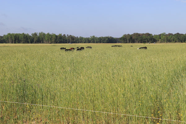 Joyce Farms Heritage Aberdeen Angus Cattle